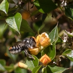 Megachile (Eutricharaea) maculariformis (Gold-tipped leafcutter bee) at Acton, ACT - 14 Feb 2022 by Roger