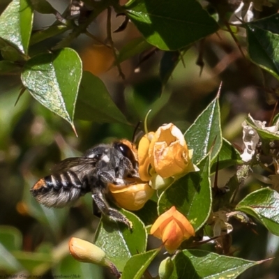 Megachile (Eutricharaea) maculariformis (Gold-tipped leafcutter bee) at Acton, ACT - 14 Feb 2022 by Roger
