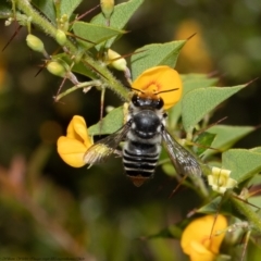 Megachile (Eutricharaea) maculariformis at Acton, ACT - 14 Feb 2022 11:06 AM