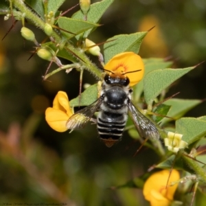 Megachile (Eutricharaea) maculariformis at Acton, ACT - 14 Feb 2022