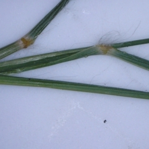 Eragrostis trachycarpa at Watson, ACT - 10 Feb 2022