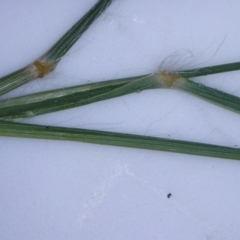 Eragrostis trachycarpa (Rough-grain Lovegrass) at Watson, ACT - 10 Feb 2022 by abread111