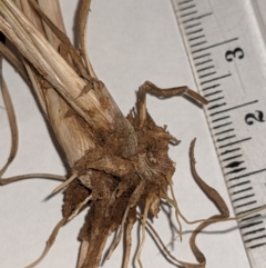 Eragrostis trachycarpa at Watson, ACT - 10 Feb 2022