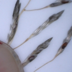 Eragrostis trachycarpa at Watson, ACT - 10 Feb 2022