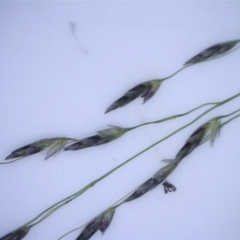 Eragrostis trachycarpa at Watson, ACT - 10 Feb 2022