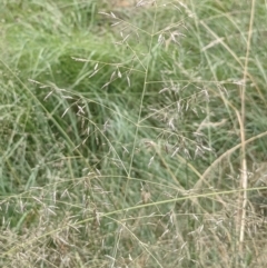 Eragrostis trachycarpa at Watson, ACT - 10 Feb 2022