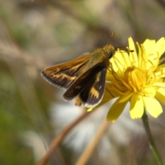 Taractrocera papyria (White-banded Grass-dart) at Googong, NSW - 15 Feb 2022 by SteveBorkowskis