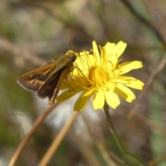 Taractrocera papyria at Googong, NSW - 15 Feb 2022