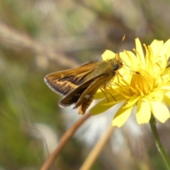 Taractrocera papyria at Googong, NSW - 15 Feb 2022 10:09 AM