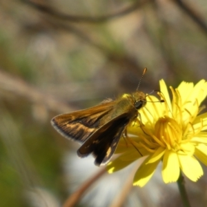 Taractrocera papyria at Googong, NSW - 15 Feb 2022