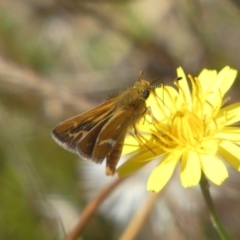 Taractrocera papyria at Googong, NSW - 15 Feb 2022