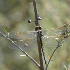 Hemicordulia tau (Tau Emerald) at Googong, NSW - 15 Feb 2022 by SteveBorkowskis