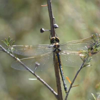Hemicordulia tau (Tau Emerald) at Googong, NSW - 15 Feb 2022 by SteveBorkowskis