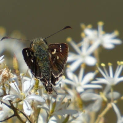 Dispar compacta (Barred Skipper) at QPRC LGA - 14 Feb 2022 by Steve_Bok