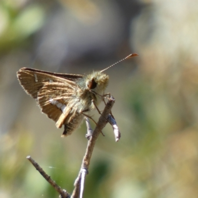 Dispar compacta (Barred Skipper) at QPRC LGA - 14 Feb 2022 by Steve_Bok