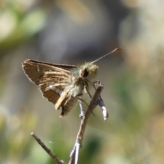 Dispar compacta at Googong, NSW - 15 Feb 2022