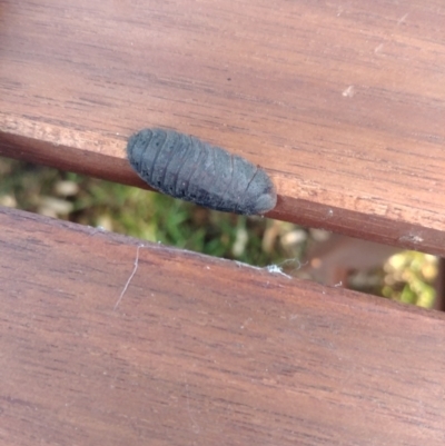 Laxta granicollis (Common bark or trilobite cockroach) at Hackett, ACT - 15 Feb 2022 by Avery