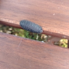 Unidentified Cockroach (Blattodea, several families) (TBC) at Hackett, ACT - 15 Feb 2022 by Avery
