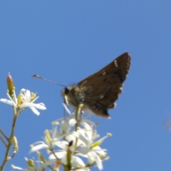 Dispar compacta (Barred Skipper) at Googong, NSW - 15 Feb 2022 by Steve_Bok