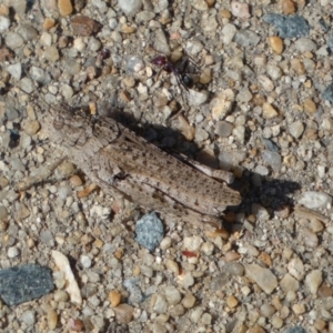 Urnisa sp. (genus) at Googong, NSW - 15 Feb 2022