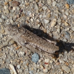 Urnisa sp. (genus) at Googong, NSW - 15 Feb 2022