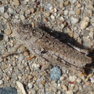 Urnisa sp. (genus) at Googong, NSW - 15 Feb 2022