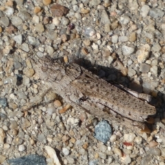 Urnisa sp. (genus) at Googong, NSW - 15 Feb 2022