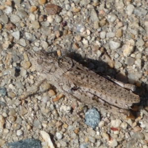 Urnisa sp. (genus) at Googong, NSW - 15 Feb 2022