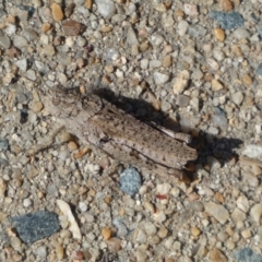 Urnisa sp. (genus) at Googong, NSW - 15 Feb 2022