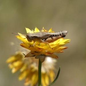 Phaulacridium vittatum at Googong, NSW - 15 Feb 2022