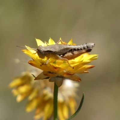 Phaulacridium vittatum (Wingless Grasshopper) at QPRC LGA - 14 Feb 2022 by Steve_Bok