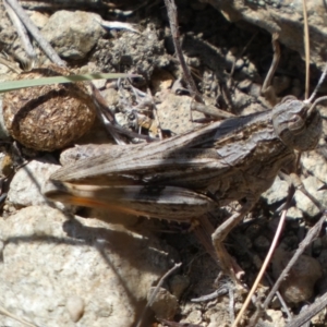 Peakesia hospita at Googong, NSW - 15 Feb 2022