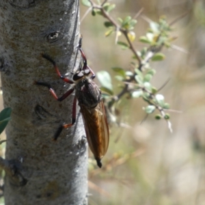 Neoaratus hercules at Googong, NSW - 15 Feb 2022 11:02 AM