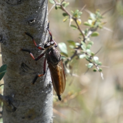 Neoaratus hercules (Herculean Robber Fly) at Googong, NSW - 15 Feb 2022 by SteveBorkowskis