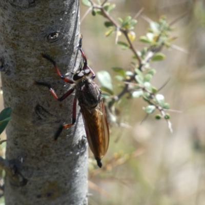 Neoaratus hercules (Herculean Robber Fly) at Googong Foreshore - 15 Feb 2022 by Steve_Bok