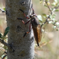 Neoaratus hercules at Googong, NSW - 15 Feb 2022 11:02 AM