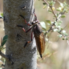 Neoaratus hercules at Googong, NSW - 15 Feb 2022 11:02 AM