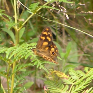 Heteronympha solandri at Cotter River, ACT - 13 Feb 2022