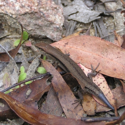 Lampropholis guichenoti (Common Garden Skink) at Cotter River, ACT - 13 Feb 2022 by MatthewFrawley