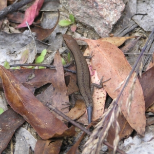 Lampropholis guichenoti at Cotter River, ACT - 13 Feb 2022