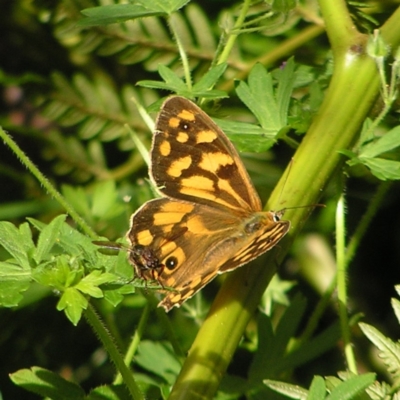 Heteronympha paradelpha (Spotted Brown) at Cotter River, ACT - 13 Feb 2022 by MatthewFrawley