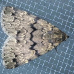 Mormoscopa phricozona (An Erebid Moth (Herminiinae) at Tumut, NSW - 12 Feb 2022 by jb2602