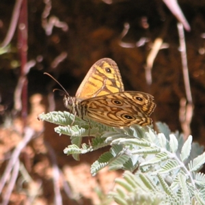 Geitoneura acantha at Cotter River, ACT - 13 Feb 2022 03:17 PM