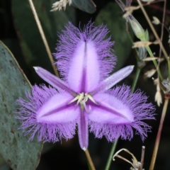 Thysanotus tuberosus (Common Fringe-lily) at Kosciuszko National Park - 13 Feb 2022 by jb2602