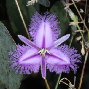 Thysanotus tuberosus at Pinbeyan, NSW - 13 Feb 2022 11:57 AM