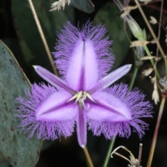 Thysanotus tuberosus (Common Fringe-lily) at Pinbeyan, NSW - 13 Feb 2022 by jb2602