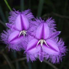 Thysanotus tuberosus at Pinbeyan, NSW - 13 Feb 2022 11:57 AM