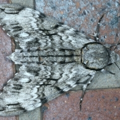 Psilogramma casuarinae (Privet Hawk Moth) at Tumut, NSW - 12 Feb 2022 by jb2602