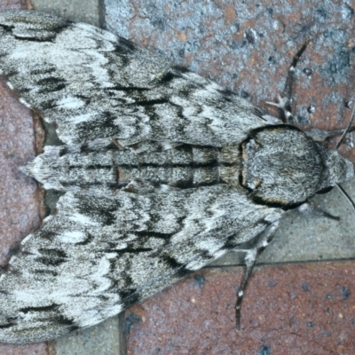 Psilogramma casuarinae (Privet Hawk Moth) at Tumut, NSW - 12 Feb 2022 by jb2602