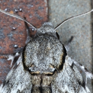 Psilogramma casuarinae at Tumut, NSW - 12 Feb 2022